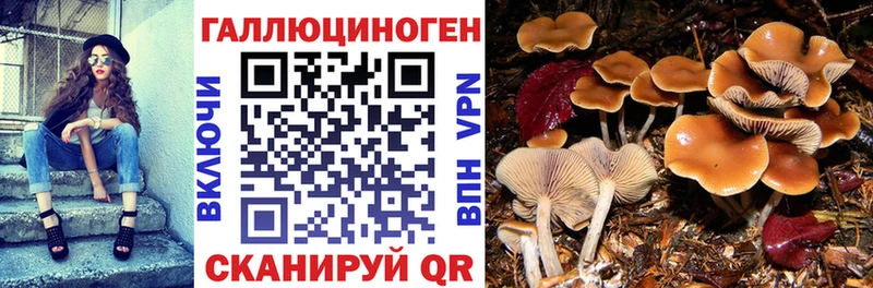 Галлюциногенные грибы Cubensis  кракен как зайти  Вичуга 